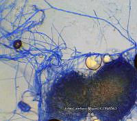 ME008 0296 Phoma.jpg