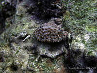 LGHM034 Jenneria pustulata.jpg