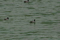 PRB0397 Fulica americana.jpg