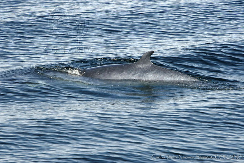 CNS0097%20Balaenoptera%20acutorostrata.jpg.kCfXvvnzMZkJUT1hQA3g0JtbmFja29CbnFuZ3NAbXJ6LGtwZwA. KLs1A9cEz