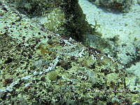 NE018 0765 Stenoplax.jpg