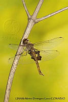 PJ016 0648 Tramea onusta.JPG