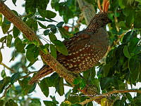 MCS IM0163 Callipepla douglasii ssp. vanderbilti.jpg