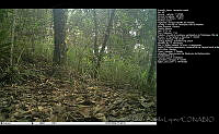 FJBL0060 Leopardus wiedii.jpg