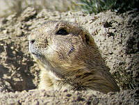 TMRP0009 Cynomys mexicanus.jpg