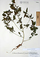 LAC1300 Acalypha neomexicana.JPG
