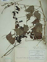 OTVDS001 0844 Dolichos vailiae.jpg