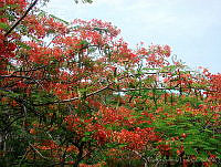CGL0822 Delonix regia.jpg