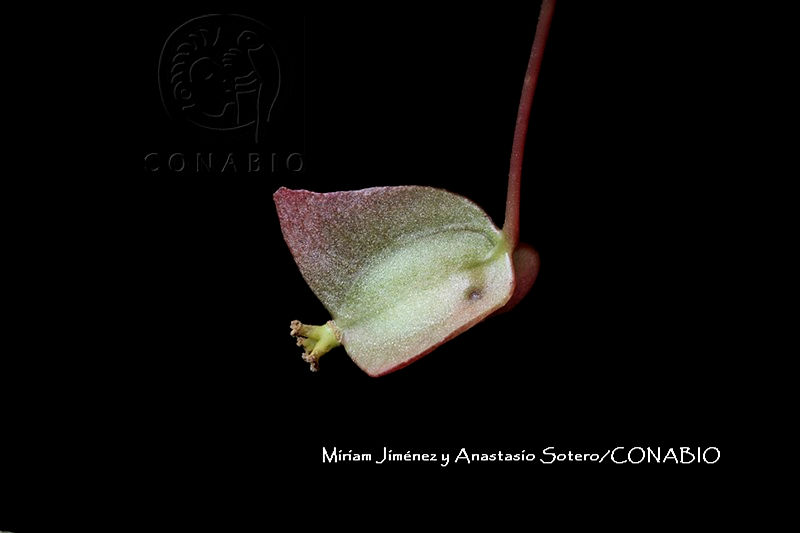 ME010%20MJyAS%200208%20%20Begonia%20gracilis%20Kunth%2C%201825.JPG.nyebpJ 7MZtjW21jQA3g0JtbmFja29CbnFuZ3NAbXJ6LGtwZwA.vj2yT2nNuV