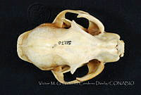 VMS-CD0124 Lynx rufus.JPG