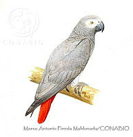MAPM0002 Psittacus erithacus.jpg