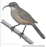 MAPM0155 Toxostoma redivivum.jpg