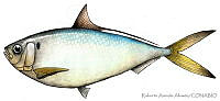 RAA0060 Opistonema oglinum.jpg