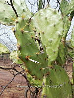 RG016 0422 Opuntia fuliginosa.jpg