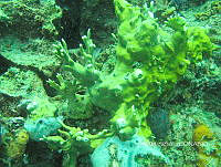 NE018 0447 Millepora alcicornis.jpg