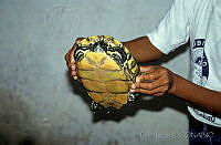 DK1126 Trachemys venusta.jpg