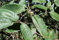 GFF0023 Quercus polymorpha.JPG