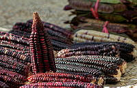 FBA0900 Zea mays.jpg