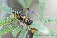 IMDOC3380 Thasus gigas.JPG