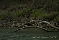 MASM04940 Phalacrocorax sp..jpg