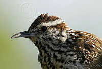 CNS0176 Campylorhynchus brunneicapillus ssp. affinis.jpg