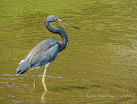 RSA0030 Egretta tricolor.jpg