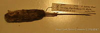 CIBNOR 6742 Chaetodipus arenarius.jpg