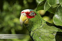 01_CNS0015 Amazona albifrons.jpg