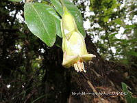 JF092 1050 Schultesianthus uniflorus.jpg