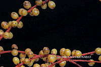 ME010 JA 00156 Chamaedorea pinnatifrons (Jacq.) Oerst., 1859.JPG