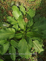 RG016 0595 Rumex crispus.jpg