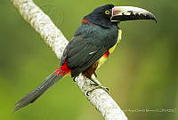 MASM07970 Pteroglossus torquatus.jpg