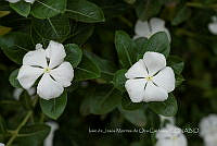 IMDOC3899 Catharanthus roseus.jpg