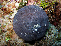 HBB0397 Scolymia cubensis.jpg