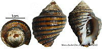 KT014 0823 Opeatostoma pseudodon.JPG