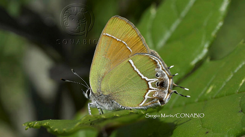 SM0248%20Callophrys%20xami.jpg.jSfCn vzMTFBHZ1jQA3g0JtbmFja29CbnFuZ3NAbXJ6LGtwZwA.JsoODX7wJs