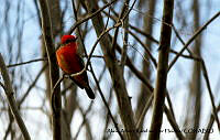 AAKVDH 0121 Pyrocephalus rubinus.JPG