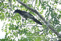 LEMH086 Cyanocorax morio.JPG