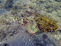 ALCM062 Scorpaena plumieri.JPG