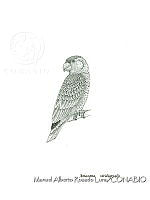 MARL0033 Amazona viridigenalis.jpg