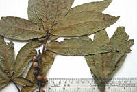 SVA0019 Quercus rysophylla.JPG