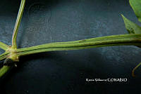 ME010 KV 02538 Salvia purpurea Cav., 1793.JPG