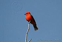 LFLR0074 Pyrocephalus rubinus.jpg