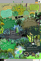 YOREME_magueyes.jpg