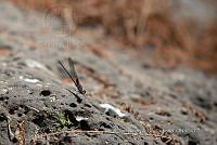 IMDOC 4714 Hetaerina vulnerata.jpg