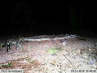 MAGB 0140 Leopardus pardalis.JPG