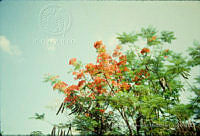 FGM3193 Delonix regia.JPG