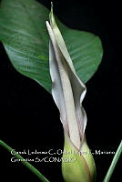 Zoqui 0384 Philodendron inaequilaterum.jpg