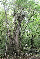 HVBR0087 Beaucarnea recurvata.JPG