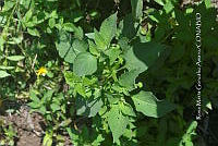 SG019 0423 Cestrum nocturnum.jpg